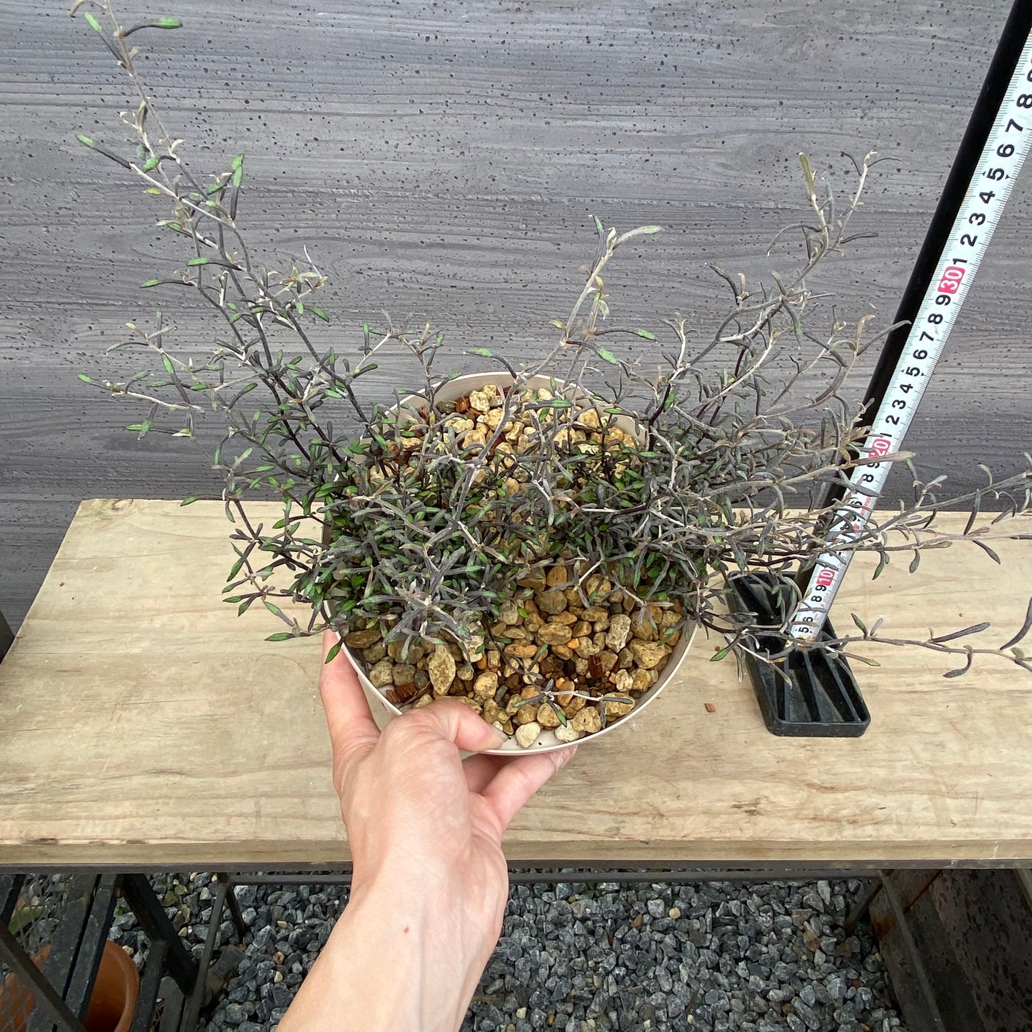 コロキア コトネアスター 6号スリット鉢/オリジナル色