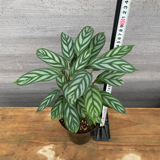 市場仕入れ即売会 No.25037 カラテア セトサ 5号鉢