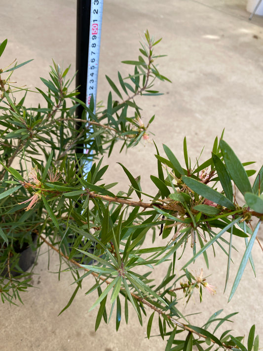 岡本緑花特集 カリステモン ピンクシャンパン 5号苗ポット