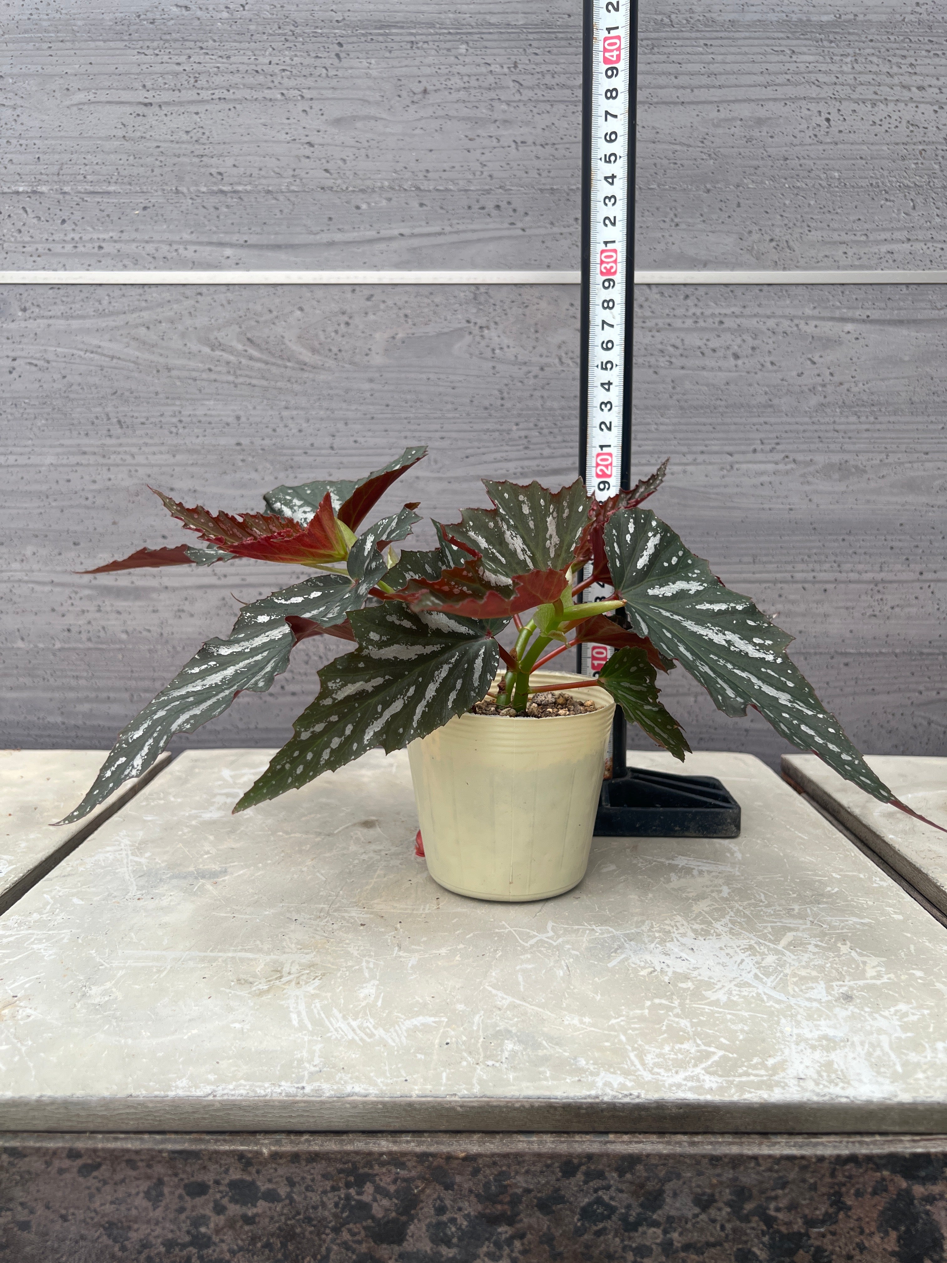 花郷園☆木立性ベゴニア Lana 3.5号苗ポット – 植物家族