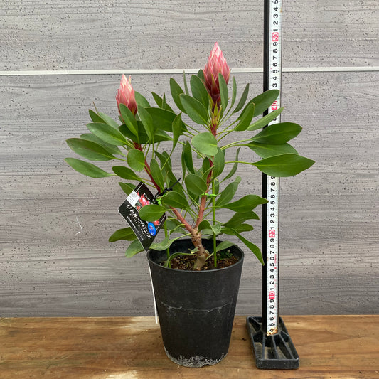 市場仕入れ即売会 No.25078 プロテア リトルプリンス 5号鉢