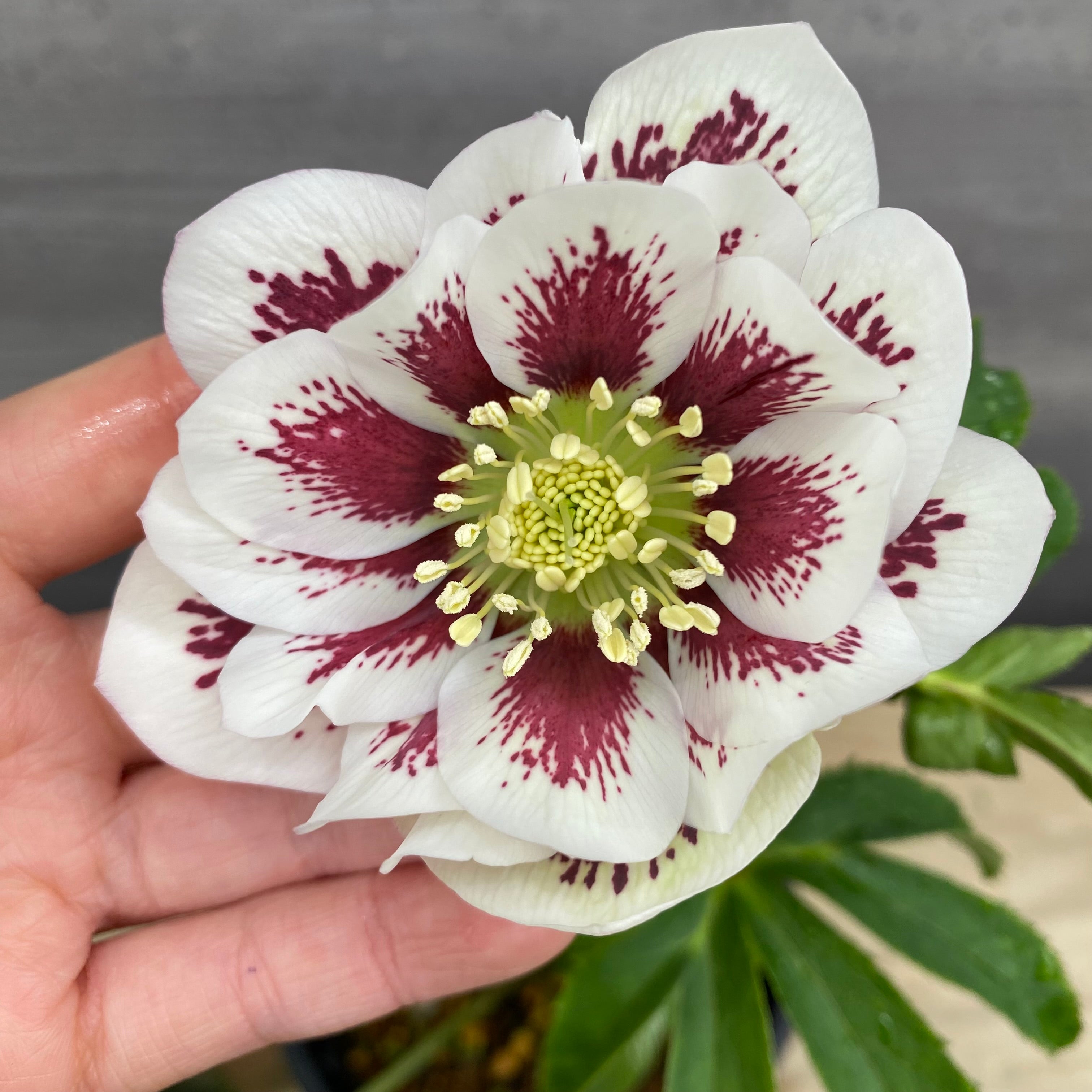 即売会 No.27072 クリスマスローズ ダブル咲き 4.5号鉢 – 植物家族