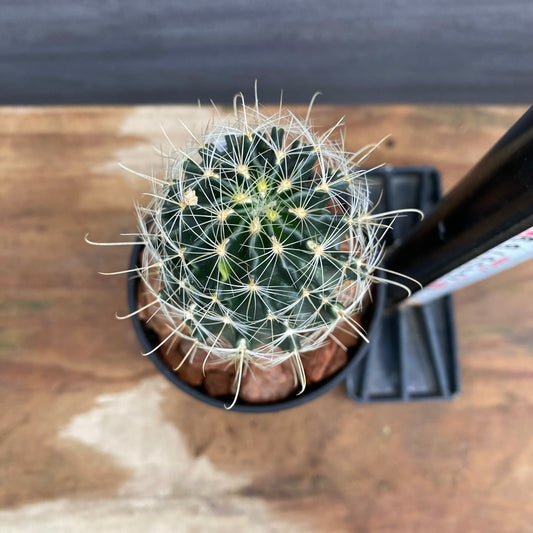 市場仕入れ即売会 No.25063 サボテン接ぎ木I 3号鉢