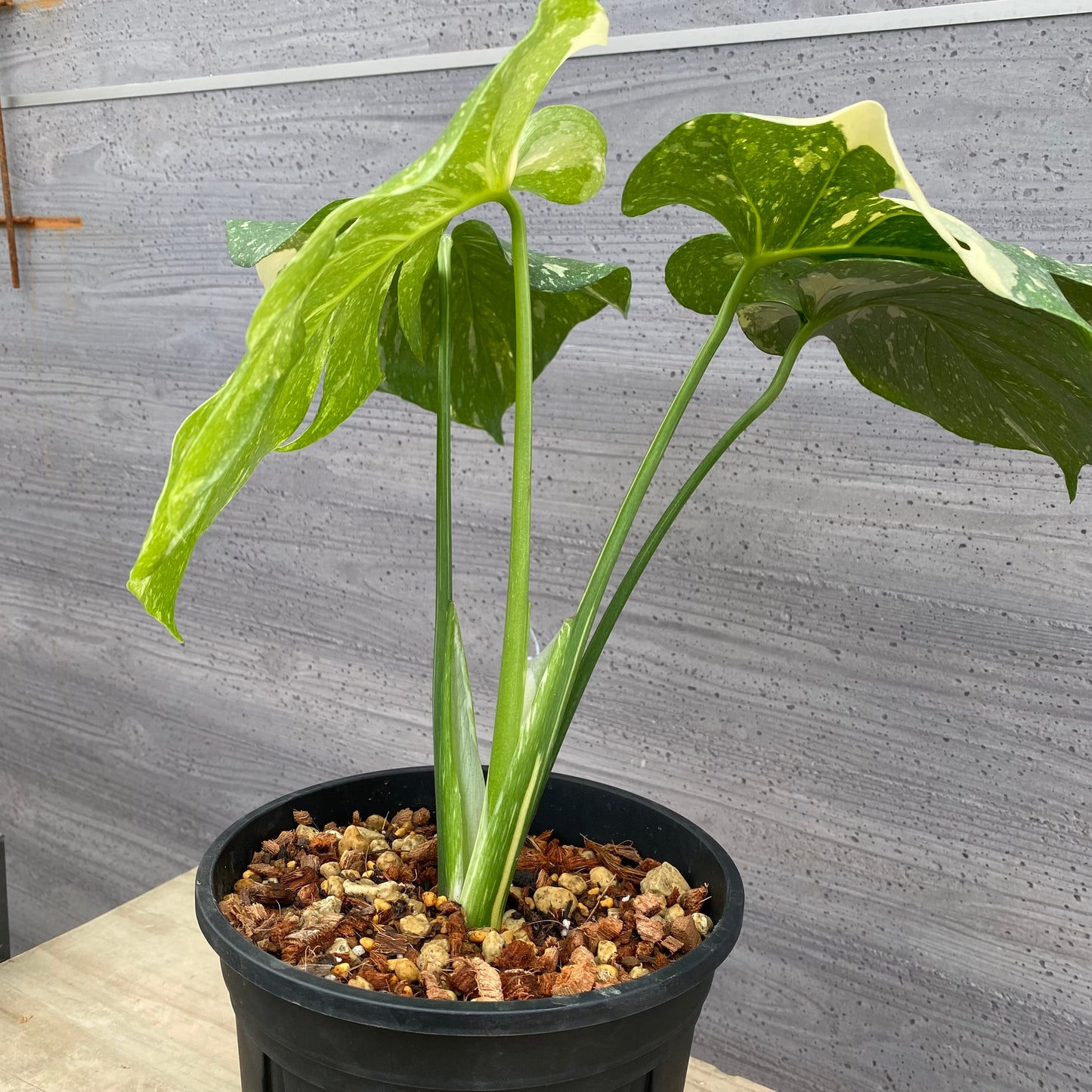 モンステラ タイコンステレーション No.3 黒ポット