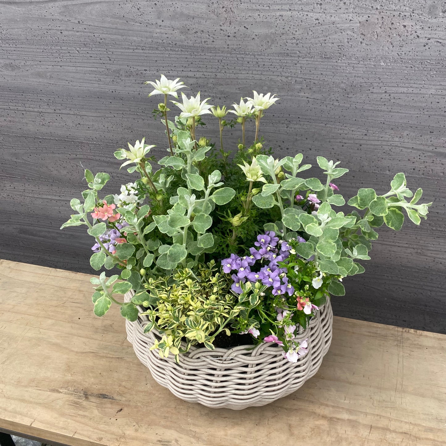 【セット販売】ゆりかごバスケット ベージュ 開花園オリジナル培養土 5L・ひゅうが土 1Lセット★期間限定 オスモコートプレゼント