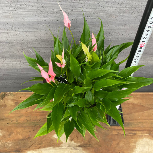 市場仕入れ即売会 No.25047 アンスリウム リリー 7号底面給水鉢 白