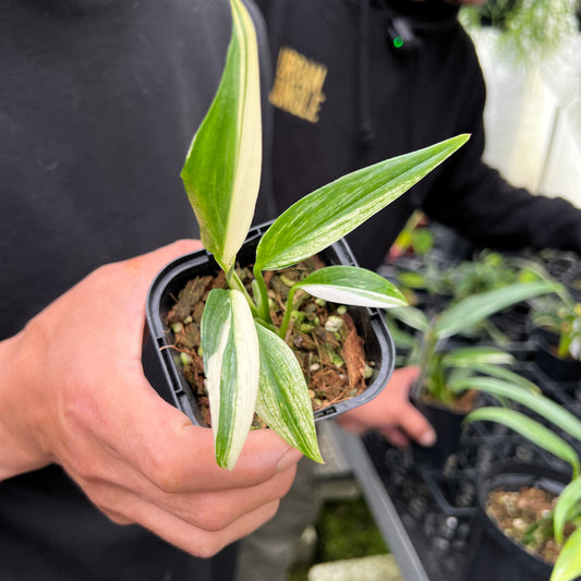 URBAN JUNGLE特集★U42 エピプレナム シルバーストリープ