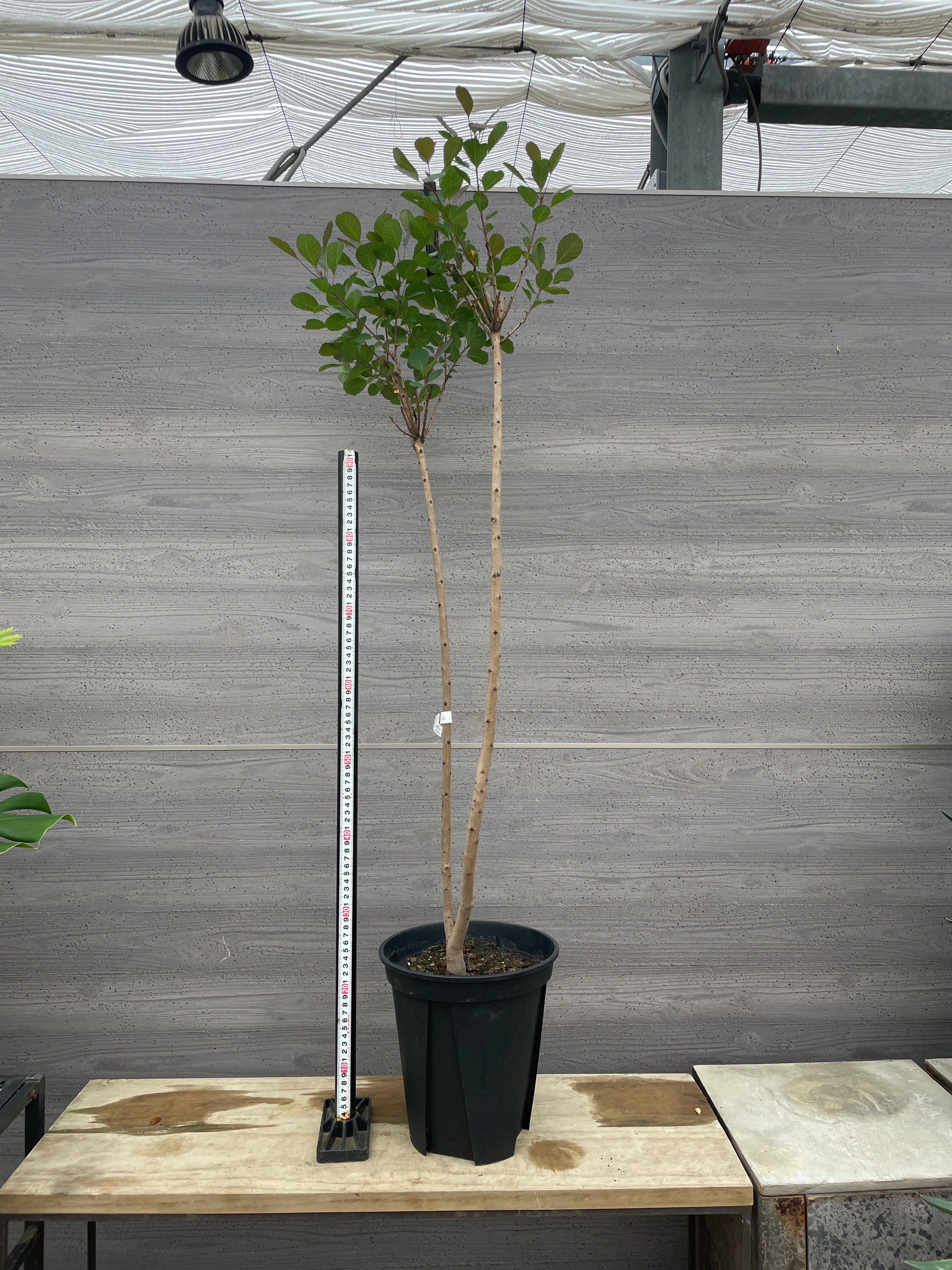 No.08013 スモークツリー 赤花 8号鉢 – 植物家族