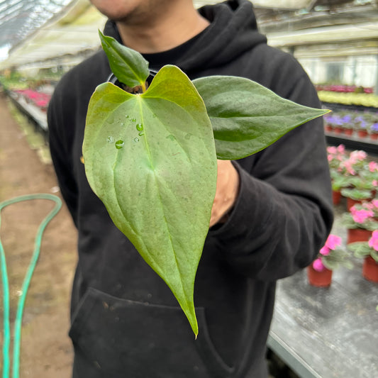 URBAN JUNGLE特集★U28 アンスリウム ポルティラエ