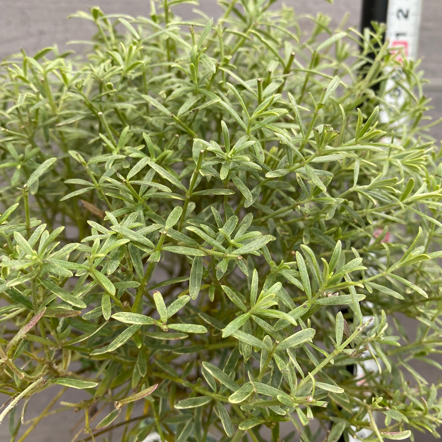 市場仕入れ即売会 No.25076 メラレウカ ライムライト 6号苗ポット