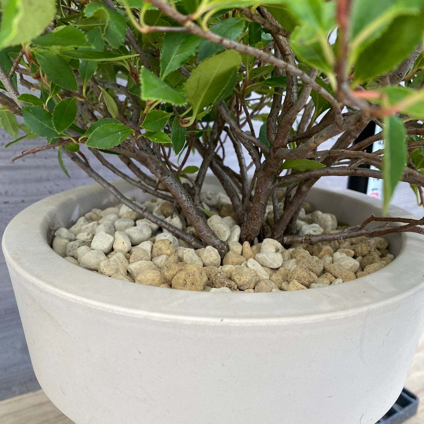 ベニカナメモチ チコ オリジナルポット