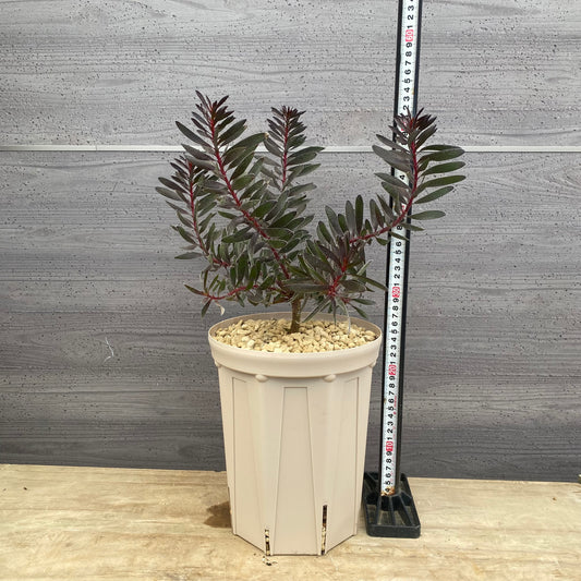 リューカデンドロン バーガンディーサンセット 7号スリット鉢/オリジナル色