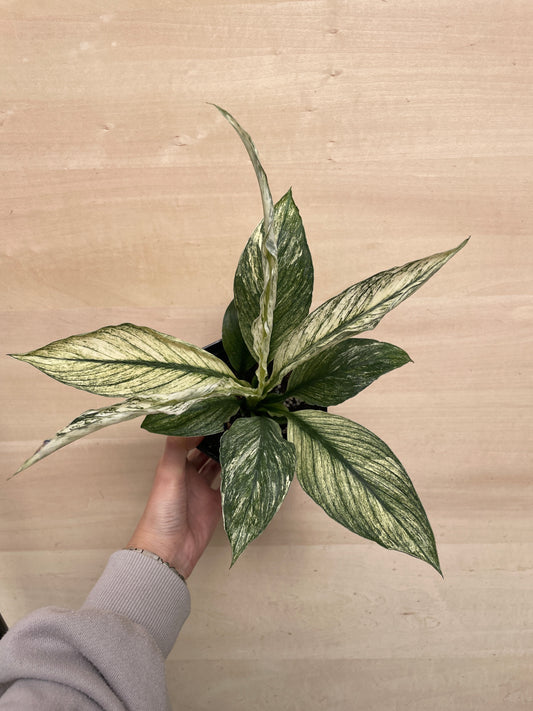 M10 スパティフィラム センセーションバリエガータ 4号苗ポット