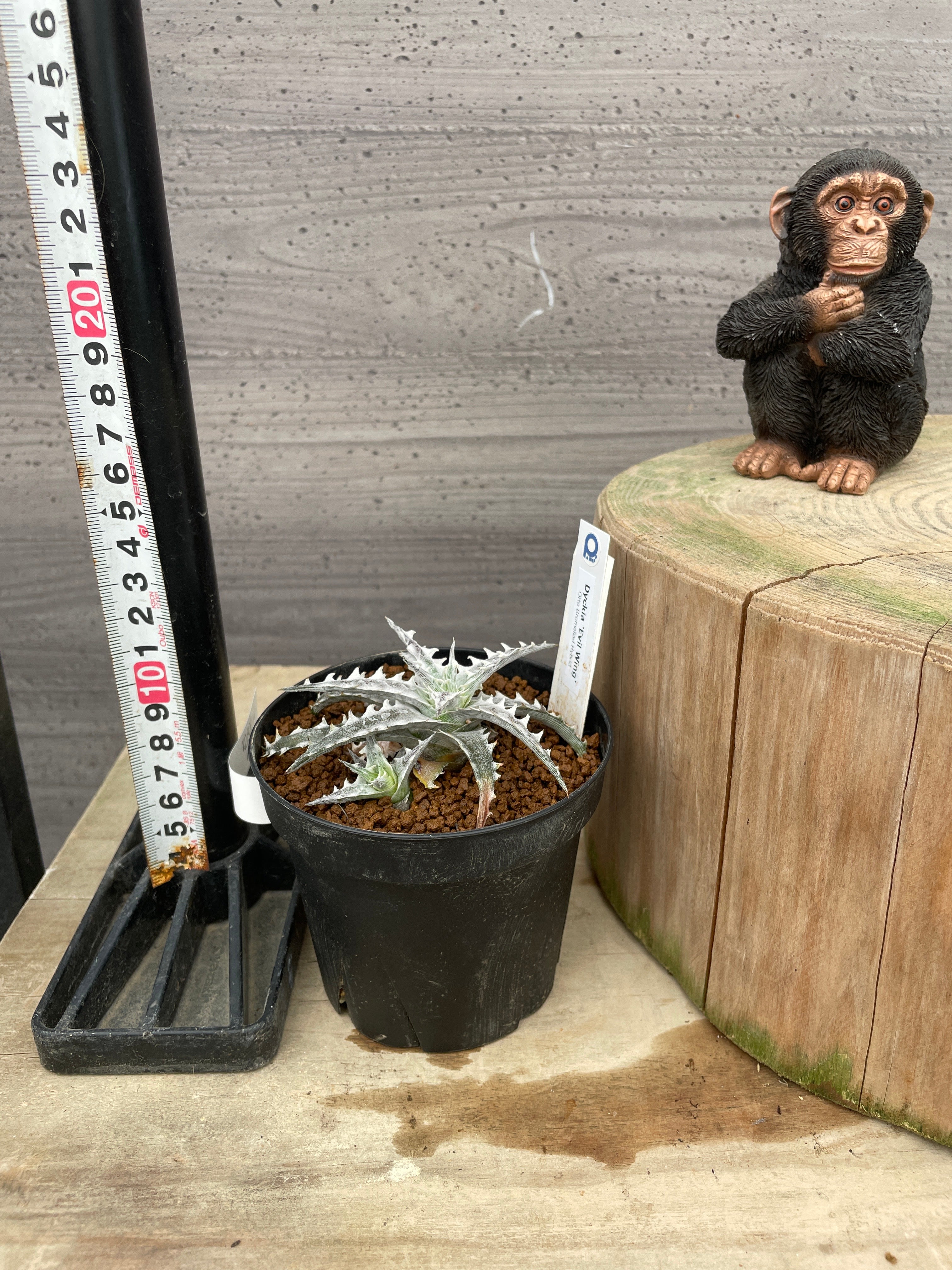 No.30057 ディッキア Evil Wing 3号鉢 – 植物家族