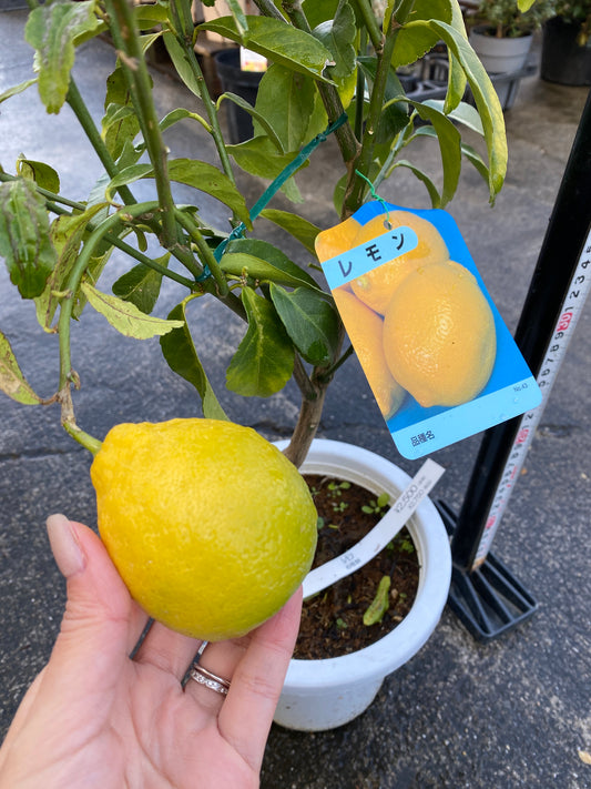 農場創業祭 No.26019 レモン 6号鉢