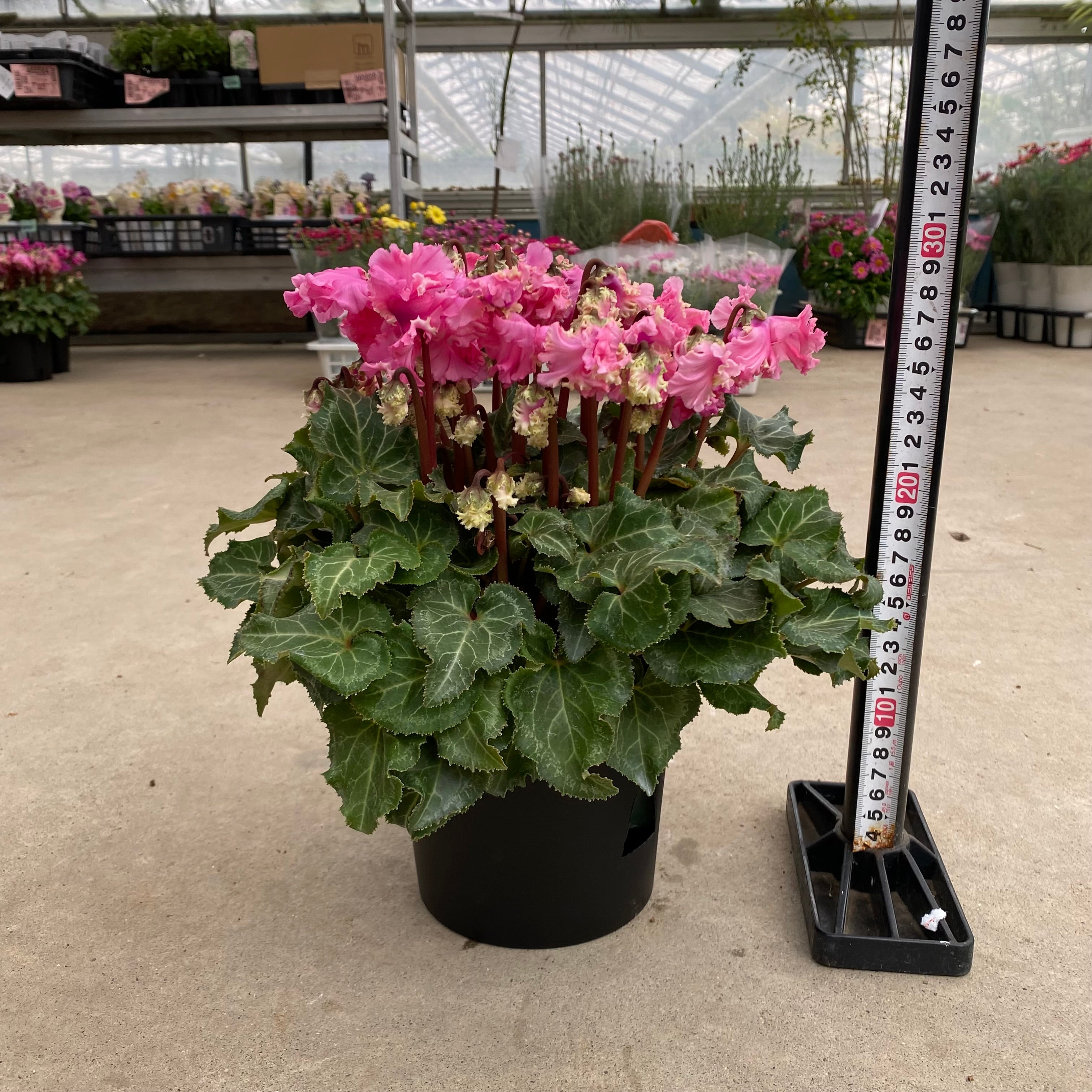 20016 シクラメン ピポカ ピンク 5号鉢 – 植物家族