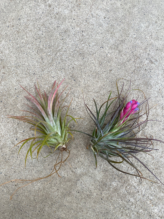 No.27032 ティランジア ストリクタ/イオナンタ 2個セット