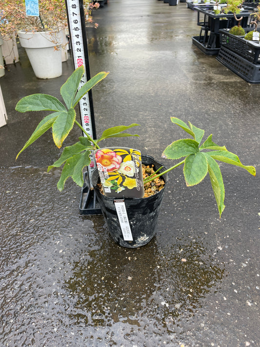 M40 クリスマスローズ オーレア系 ダブル・セミダブル 4.5号苗ポット