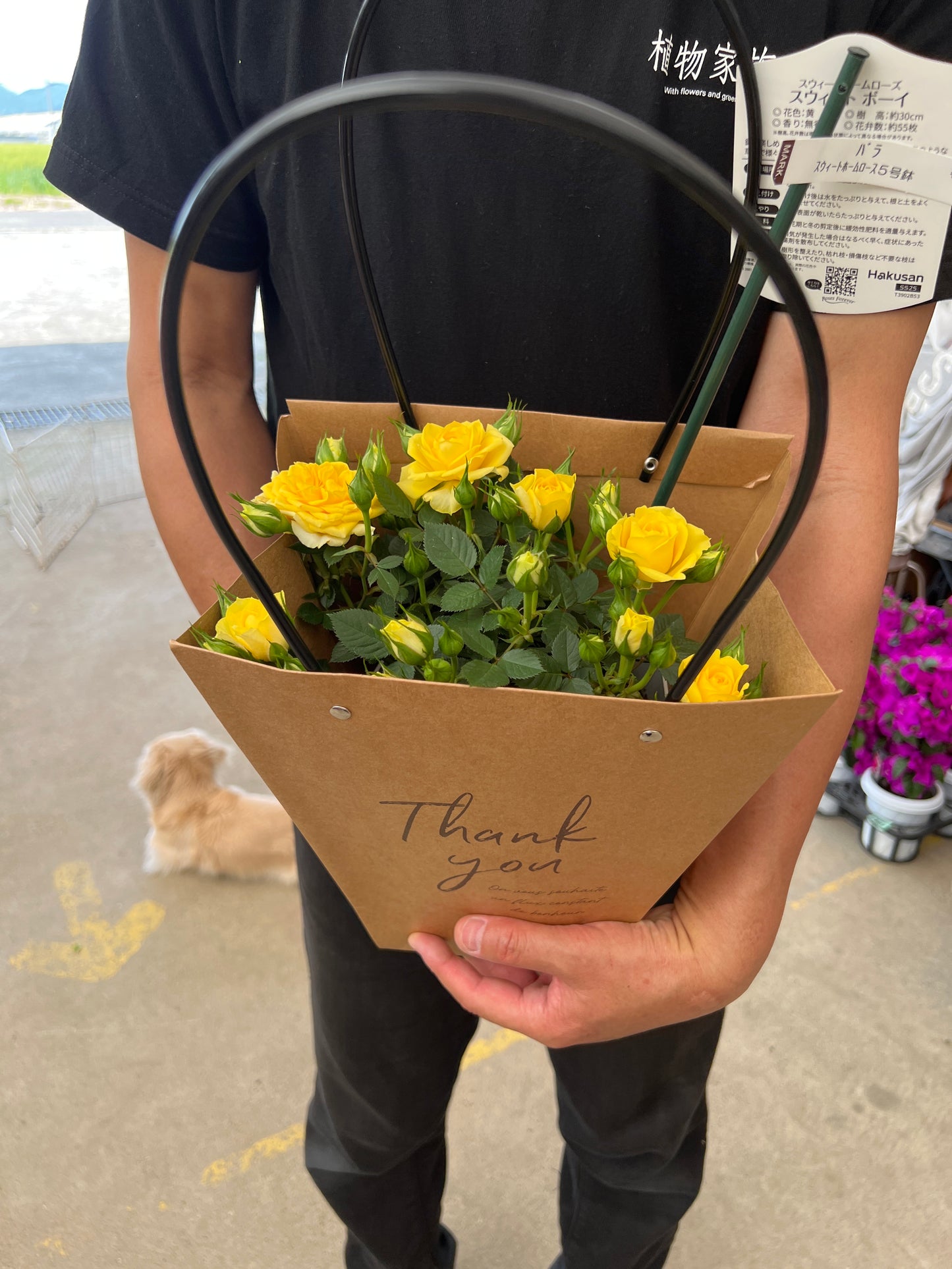 即売会SALE No.28005 ミニバラ スウィートボーイ 5号鉢 バッグ付き