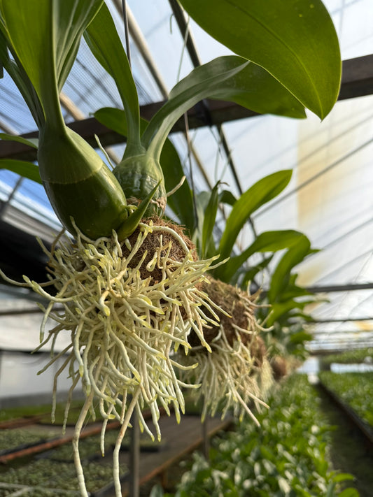 モジャマトフィラム 小