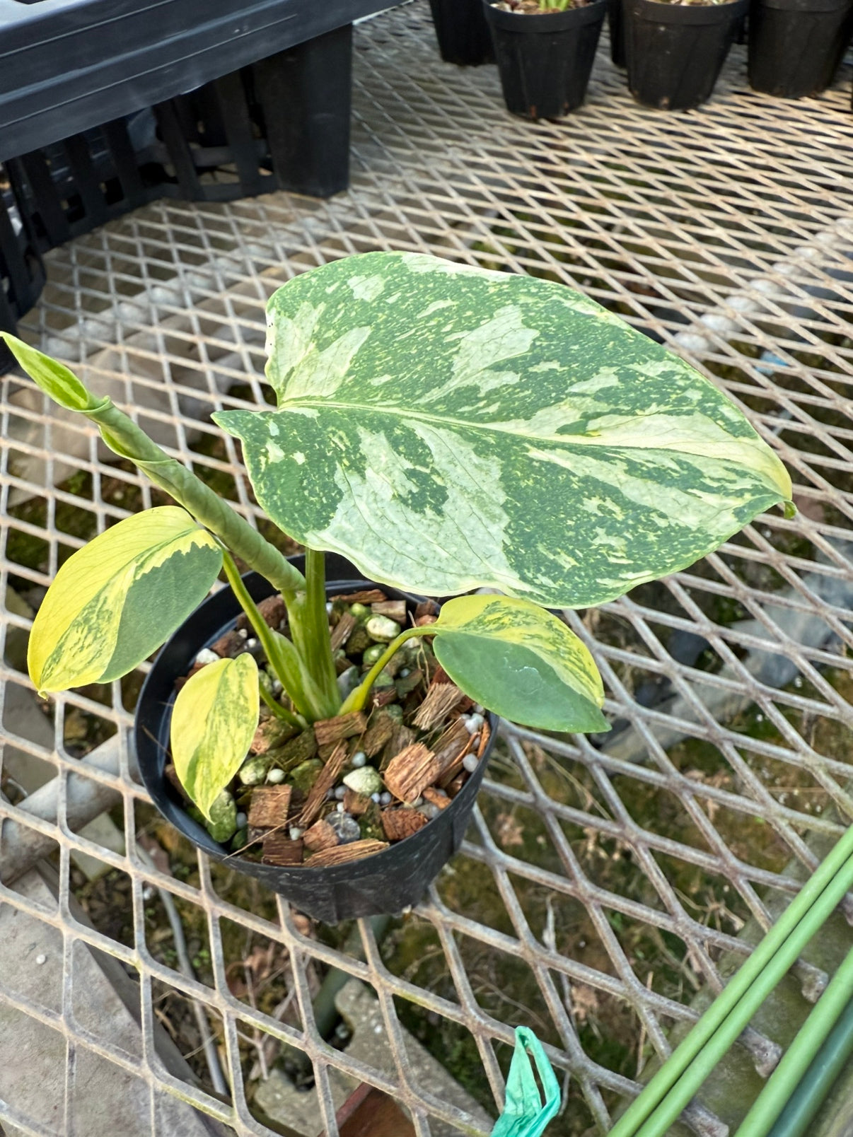 モンステラ エレクトロライトキング – 植物家族