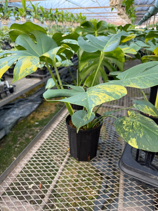 モンステラ イエローマリリン 6号鉢