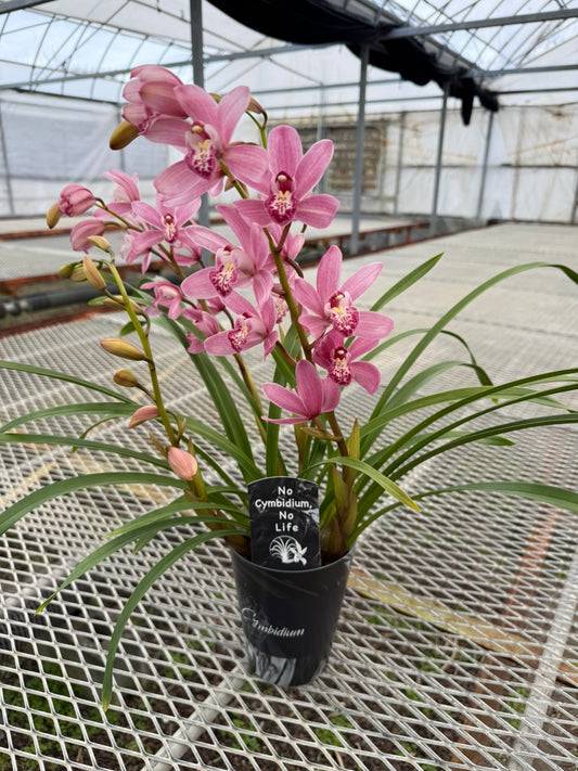 No.12004 石田蘭園★シンビジウム ありがとう