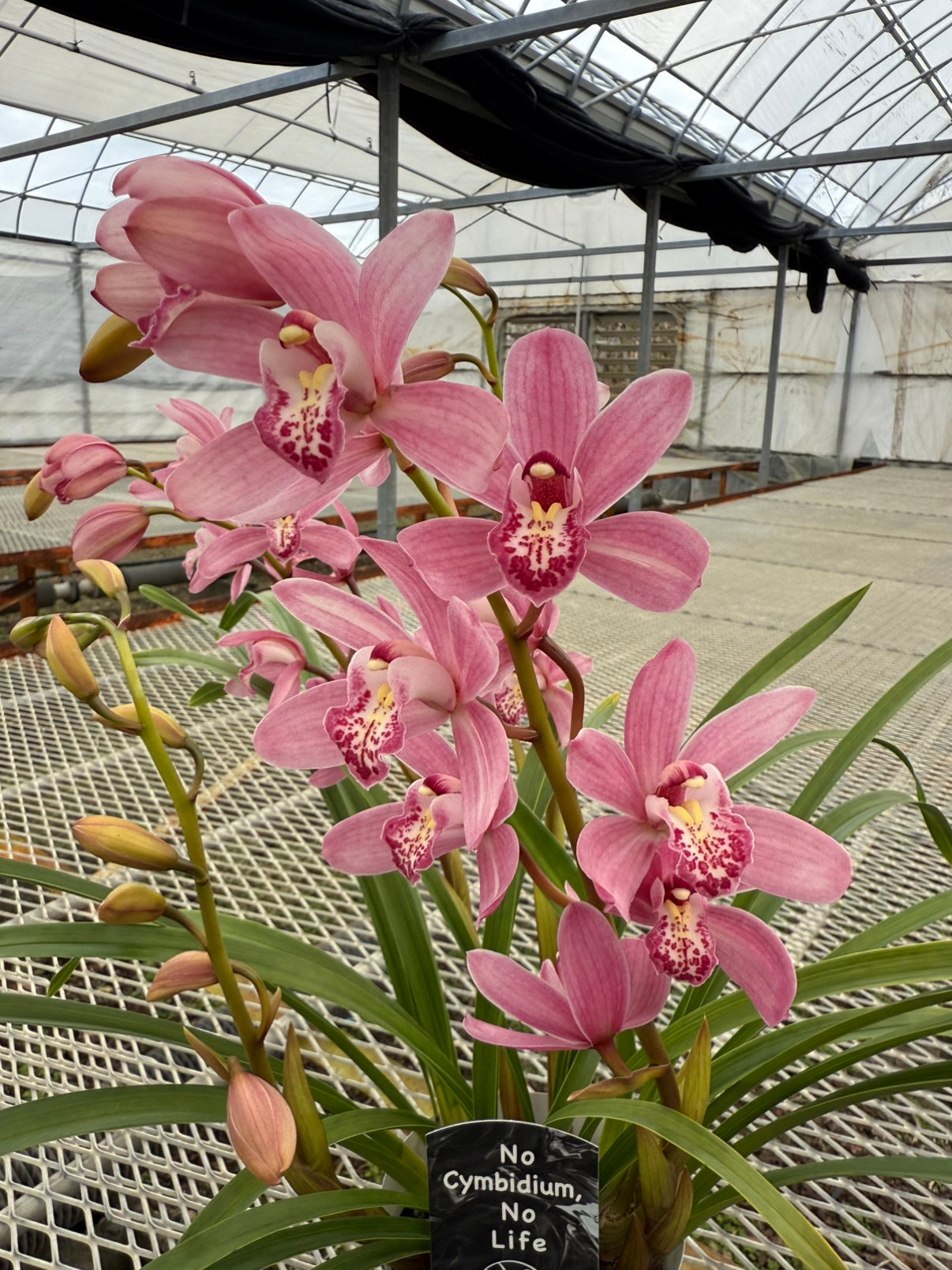 石田蘭園★シンビジウム ありがとう