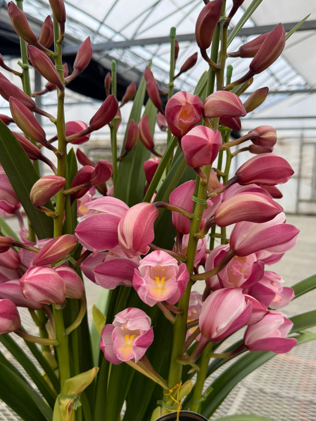 公文蘭園★シンビジウム マリア