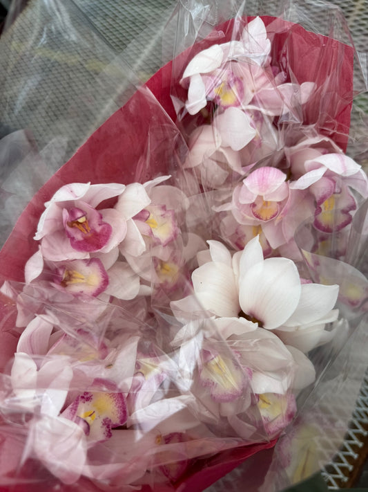 すくもがーでんふぁーむ★シンビジウム ミツボシ 5本花束