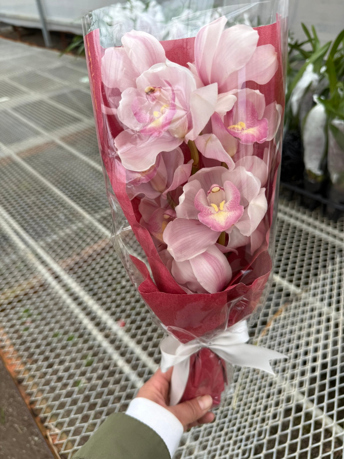 すくもがーでんふぁーむ★シンビジウム イチゴミルク 1本花束