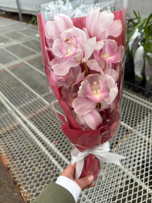 すくもがーでんふぁーむ★シンビジウム イチゴミルク 1本花束