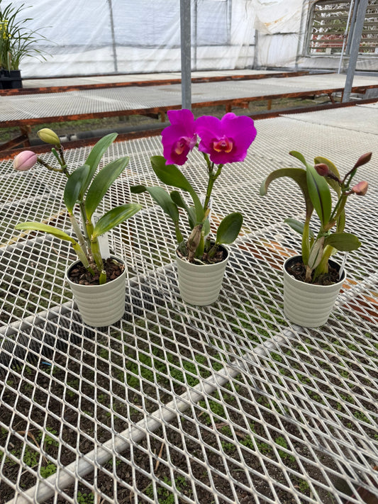 五台山洋蘭園★ミニカトレア3点セット コスモアロハ/ピクシーレアアポロン/モーニンググローNo10