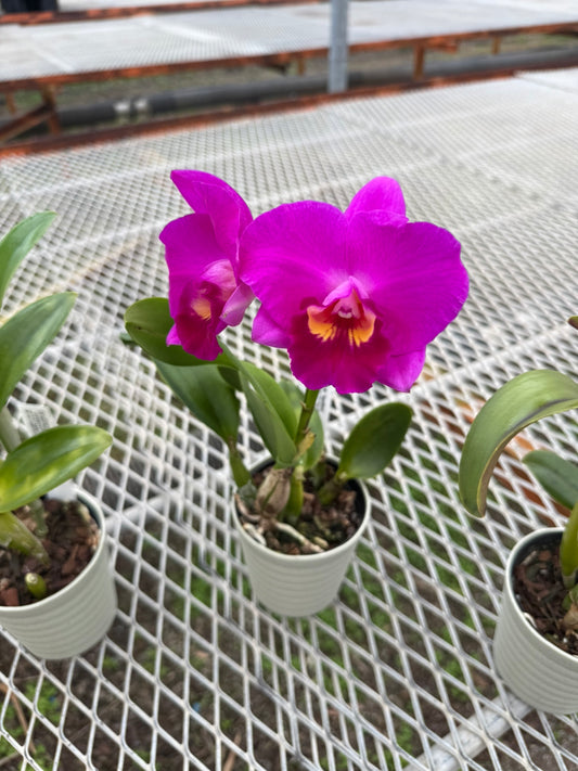 五台山洋蘭園★ミニカトレア3点セット コスモアロハ/ピクシーレアアポロン/モーニンググローNo10