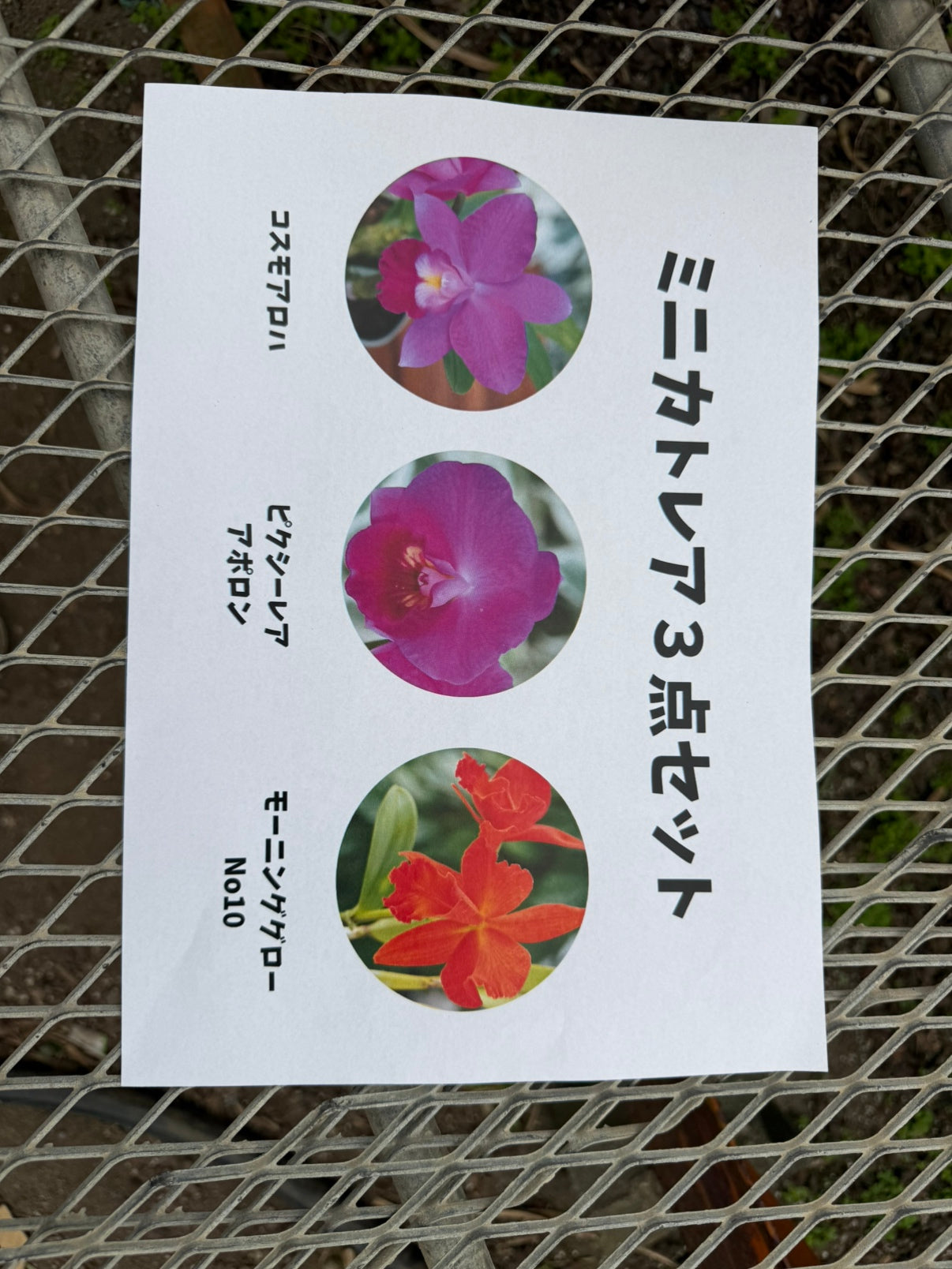 五台山洋蘭園★ミニカトレア3点セット コスモアロハ/ピクシーレアアポロン/モーニンググローNo10