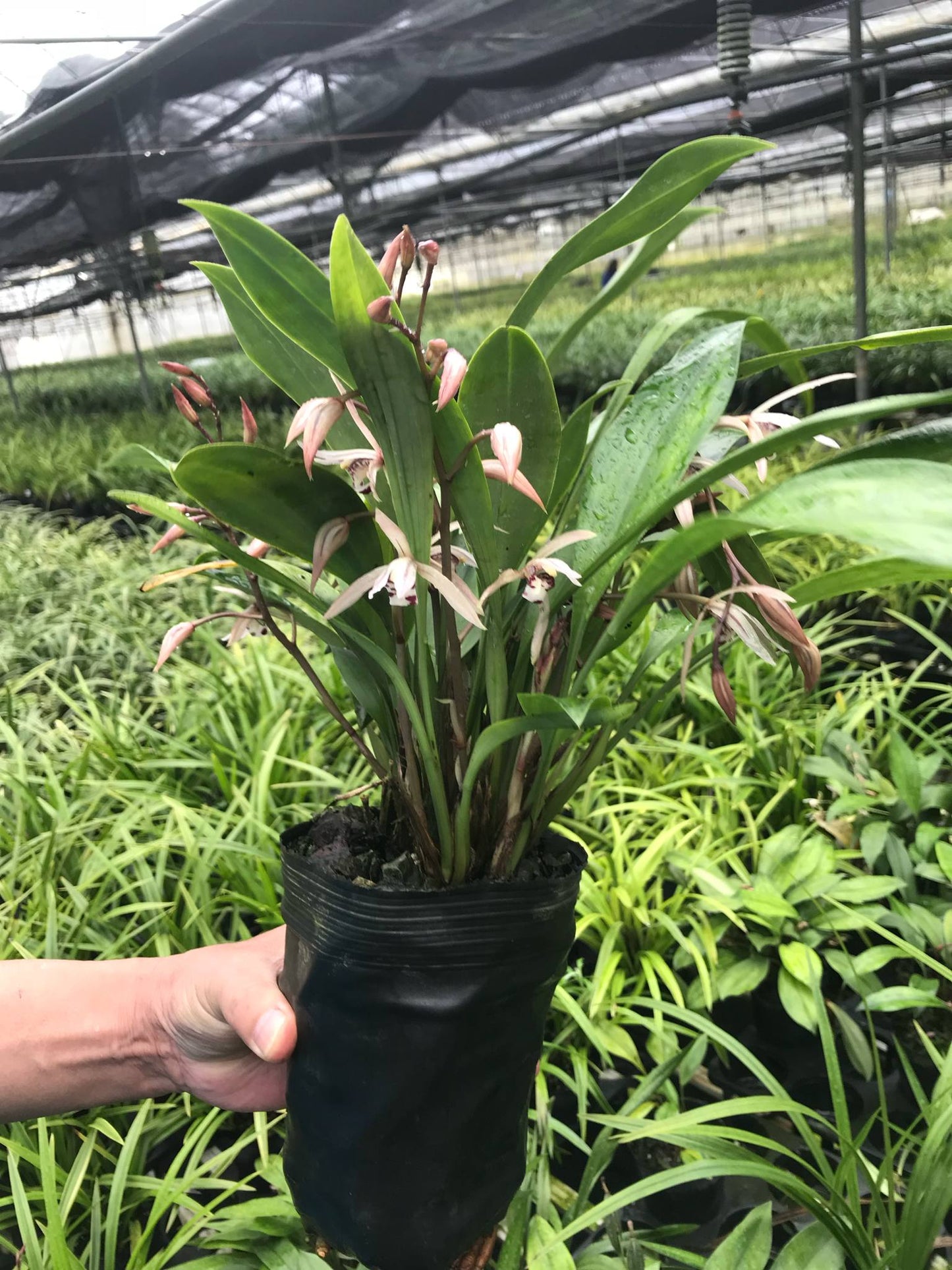 石田蘭園★シンビジュウム Iancifolium 3号鉢 花無