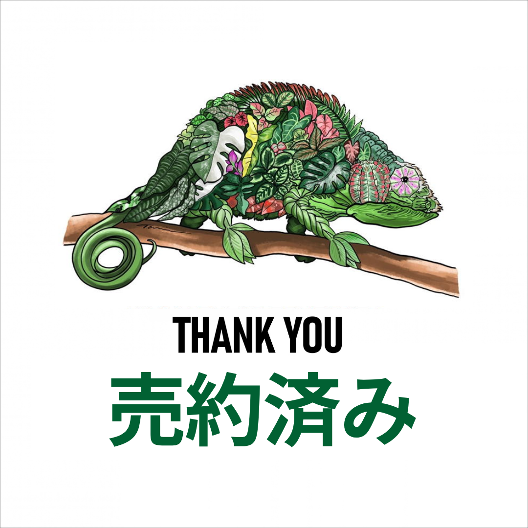 emi様売約★MIKUNIバスケット3個セット