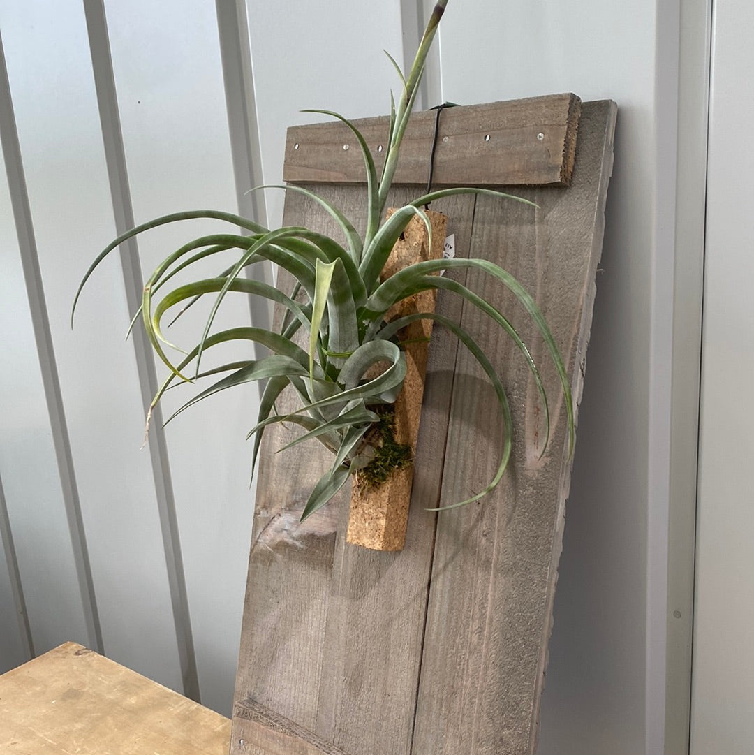 植物 着生用 プレート 古材 板
