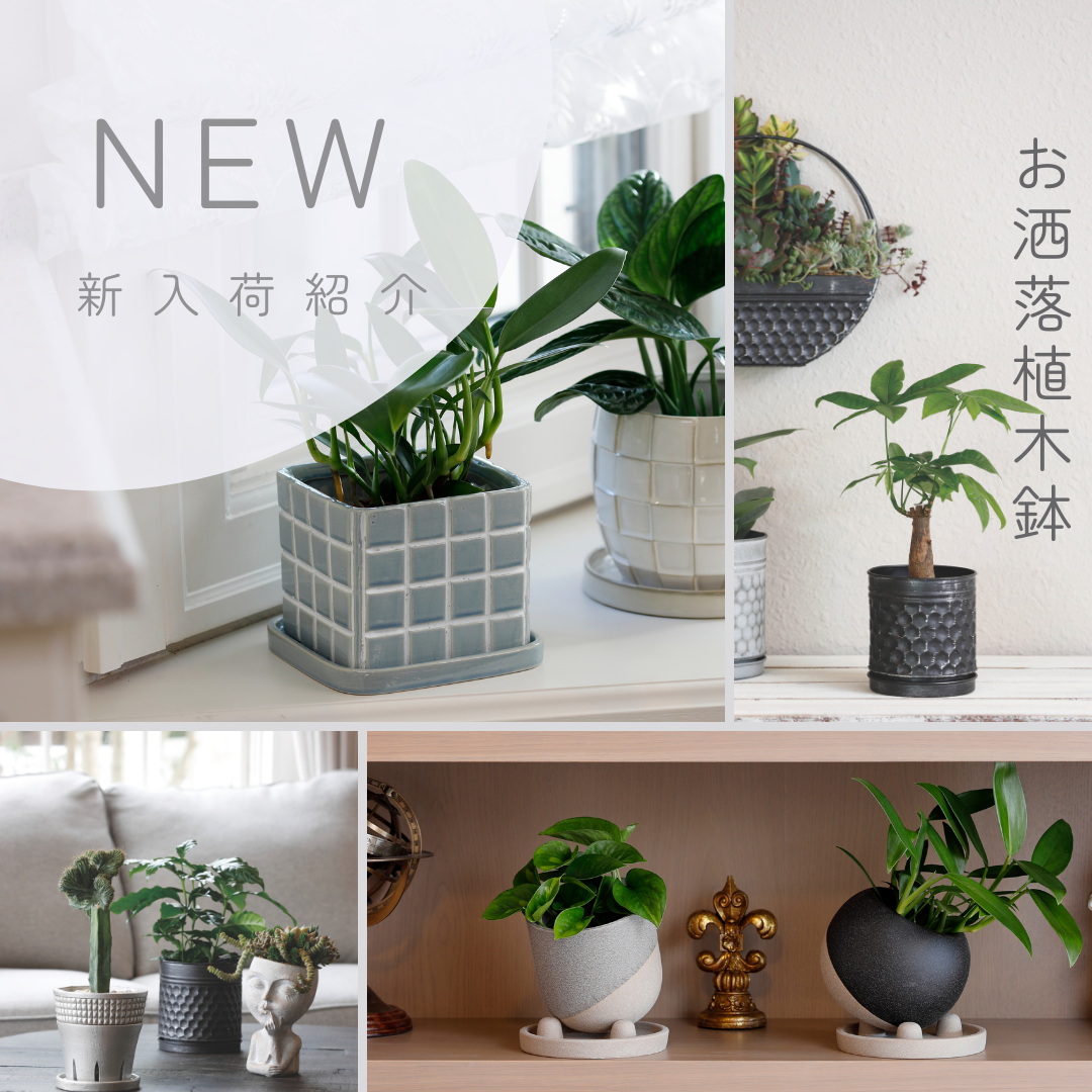新入荷紹介
