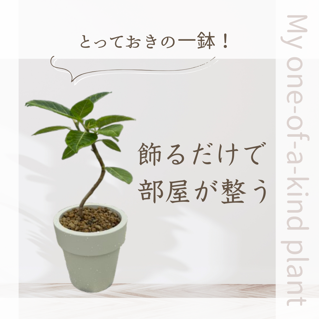 白×グレー