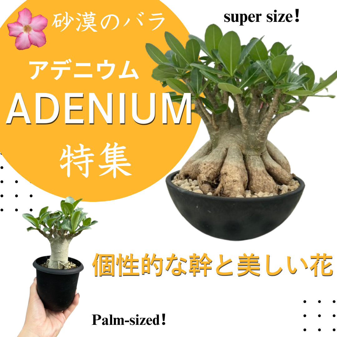 コレクション – 植物家族