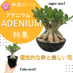 植物