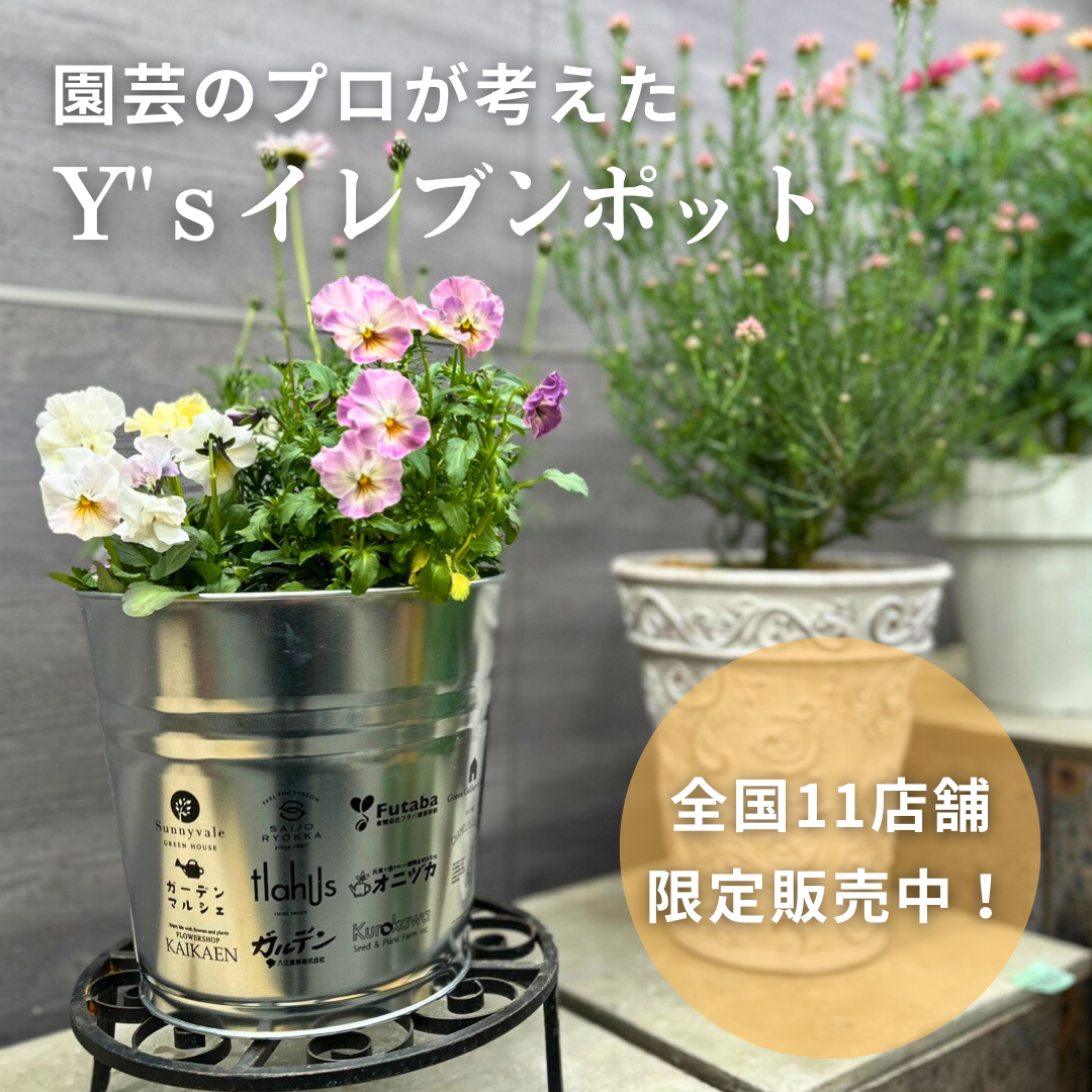 Y"ｓイレブンポット