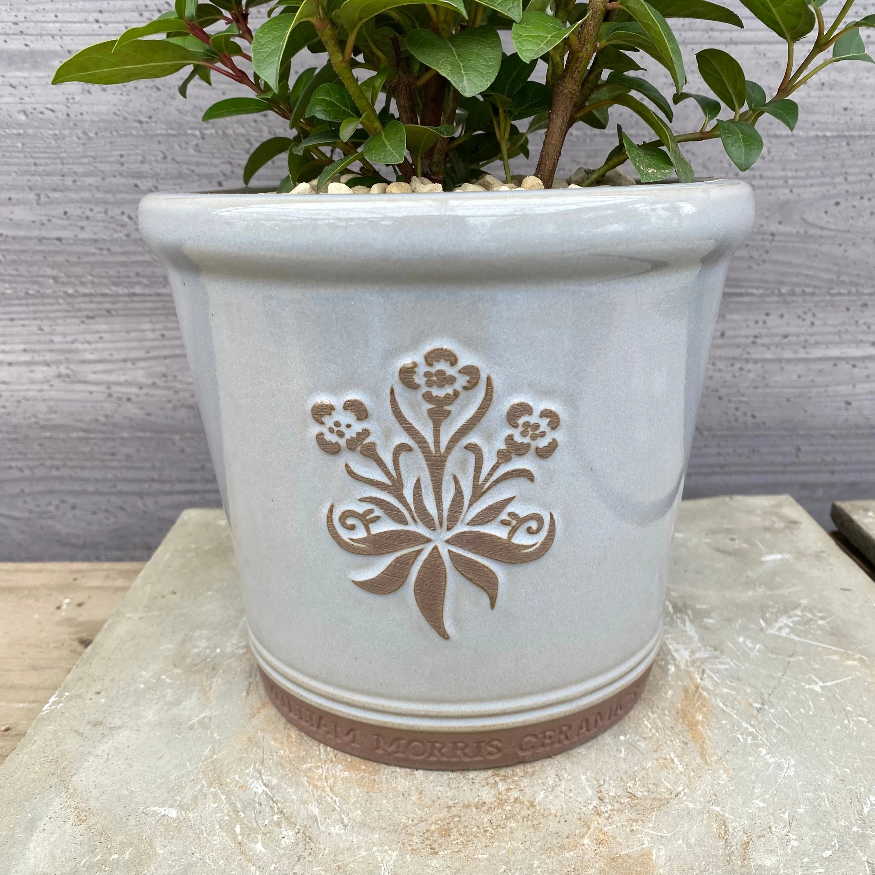 ♡※前Dc1007 未使用保管品 FLAVIA フラビア 植木鉢 ITALY ブランド鉢 – 植物家族
