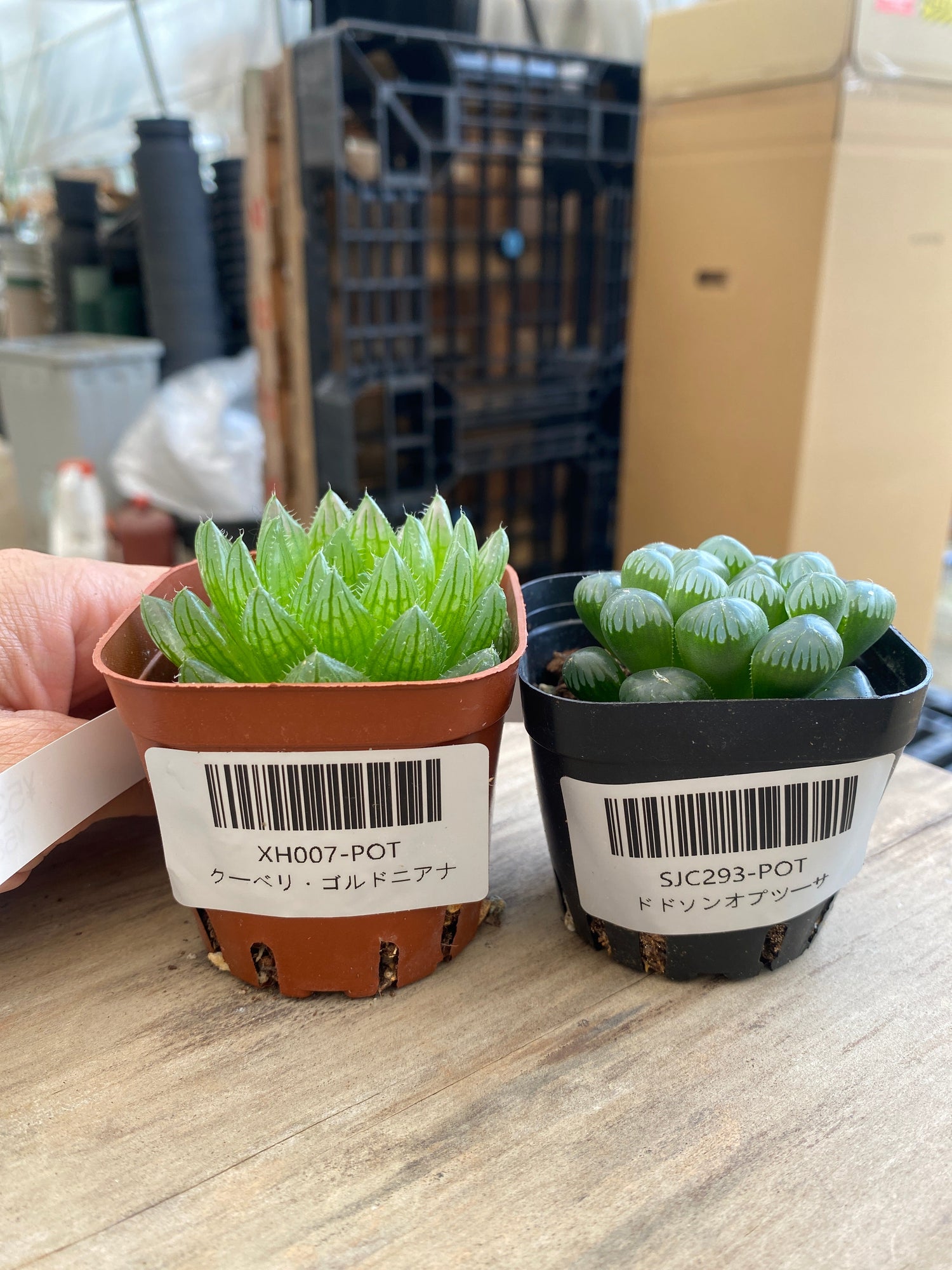 多肉植物