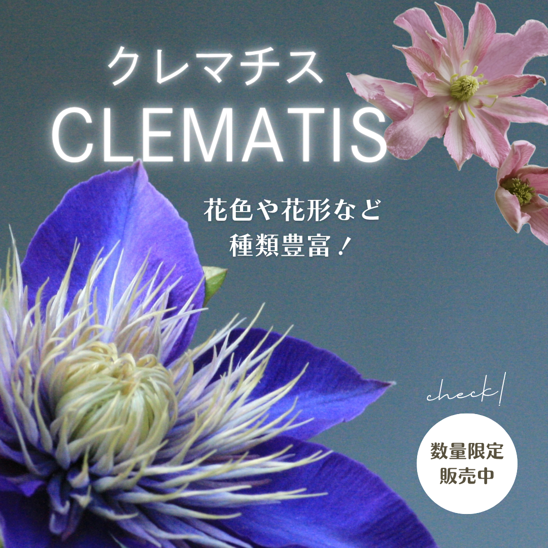 クレマチス
