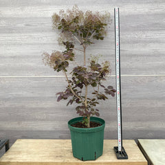植物