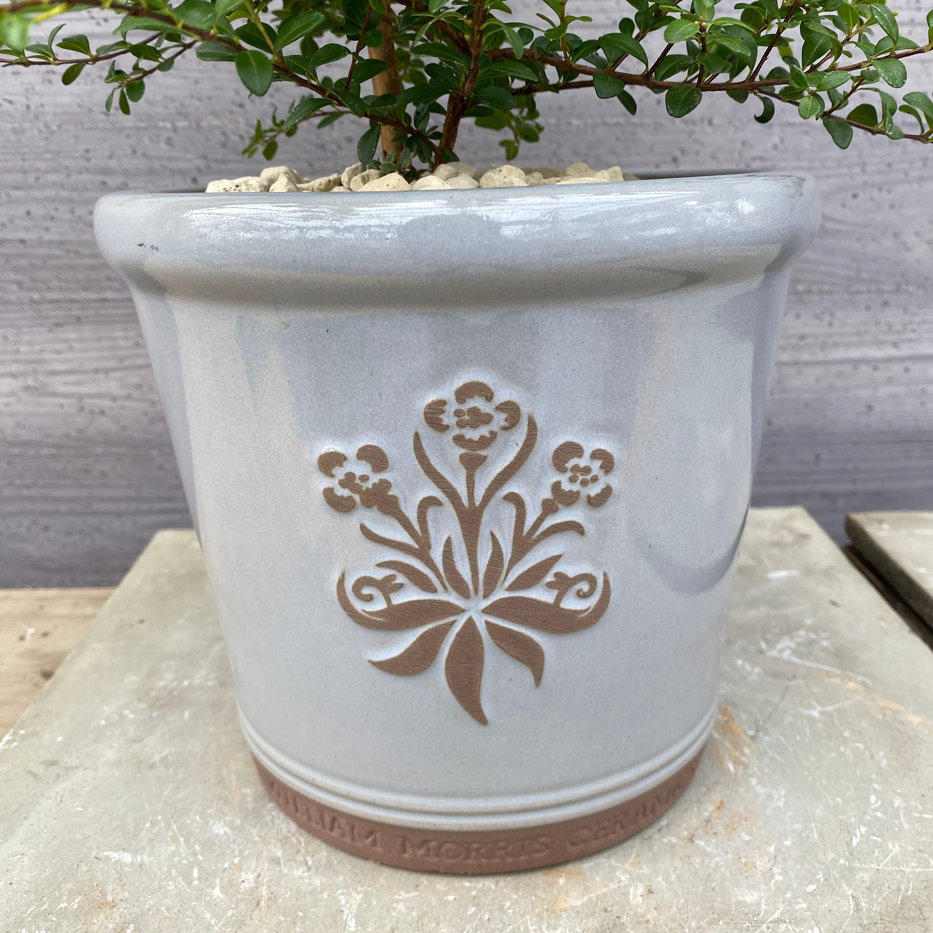 コレクション – 植物家族
