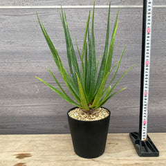 販売中の植物達
