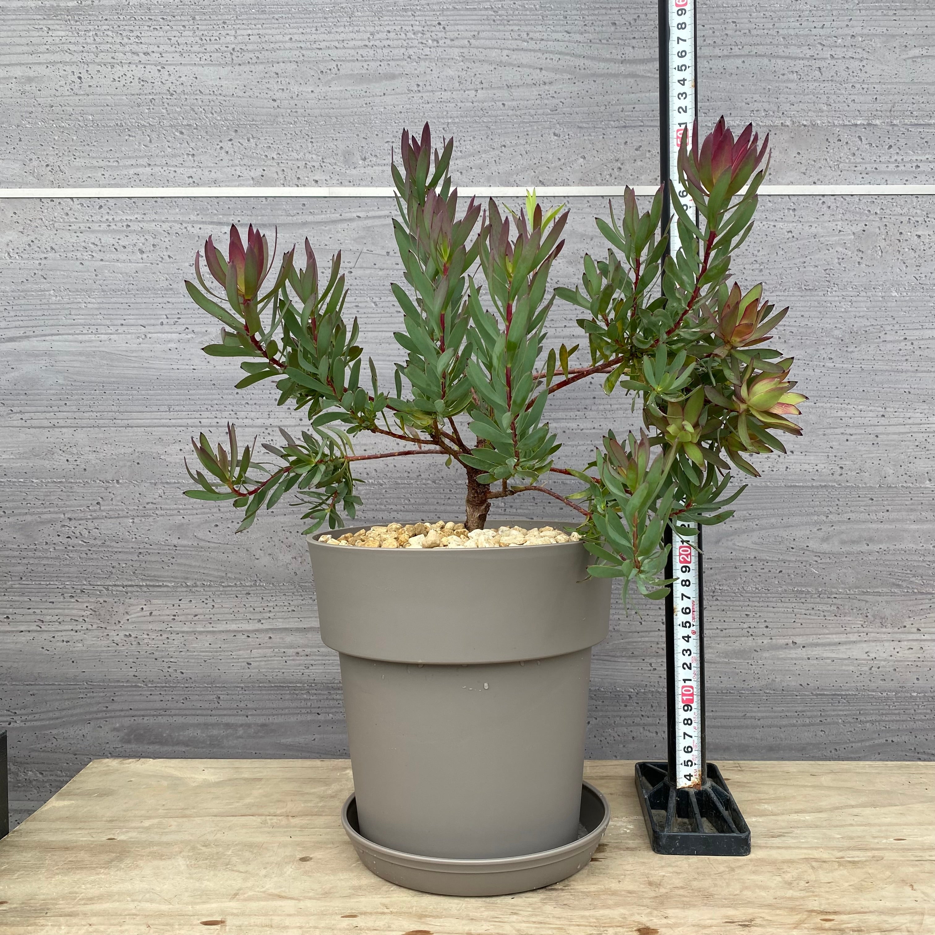 コレクション – 植物家族